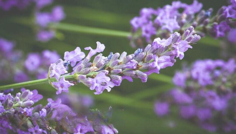 Jabón artesanal de lavanda y matcha a base de hierbas procesado en frío